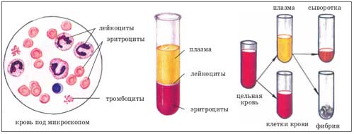 состав крови