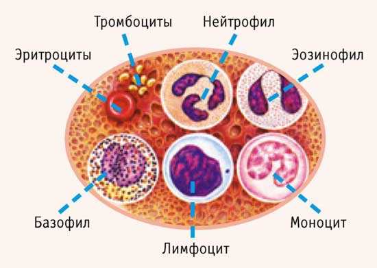 состав крови