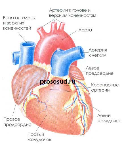 сосуды сердца