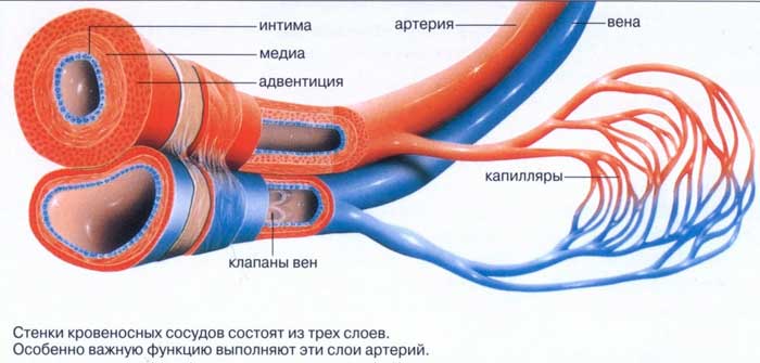 слои стенок сосудов