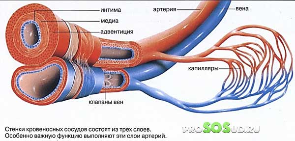 стенки сосудов
