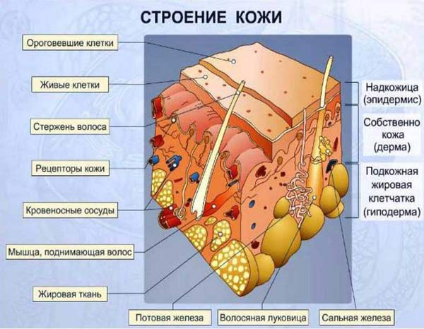 строение кожи