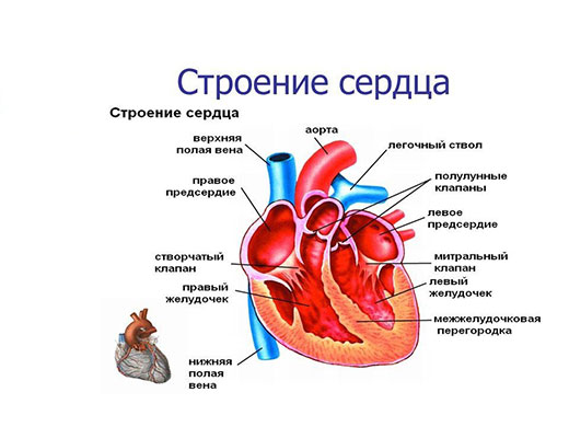 строение сердца