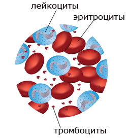 строение крови
