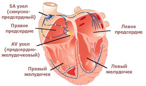 строение сердца