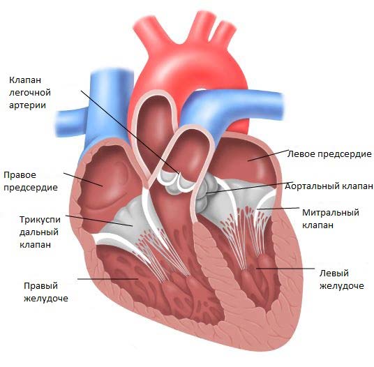 строение сердца