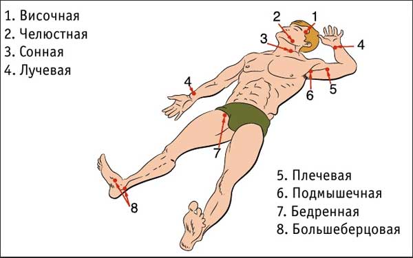 точки прижатия артерий