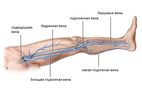 вены нижних конечностей