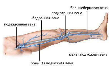 вены на ногах