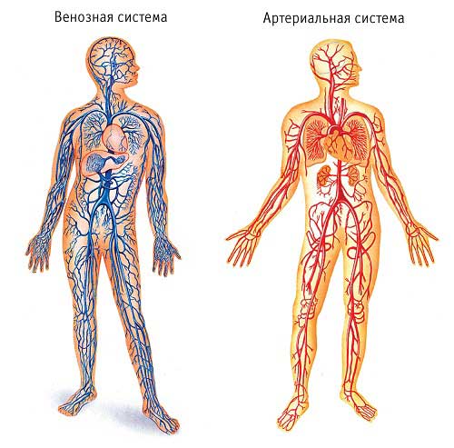 венозная система человека