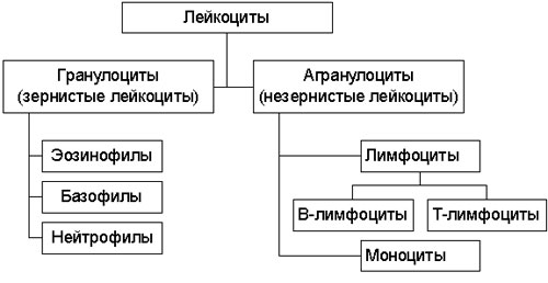 виды лейкоцитов