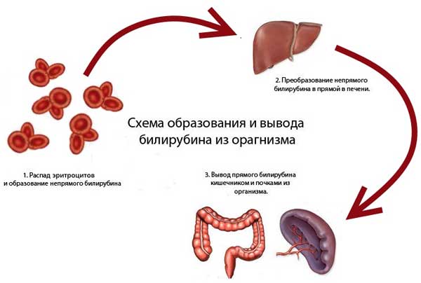 образование билирубина