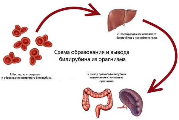 вывод билирубина