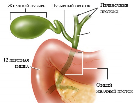 желчный пузырь