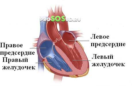 желудочки сердца