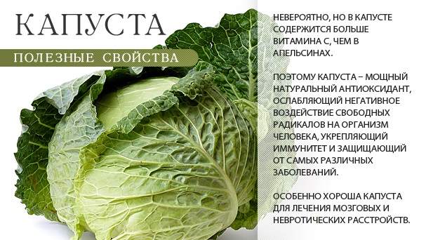 Белокочанная капуста